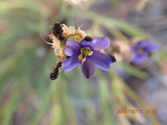 Aristea africana