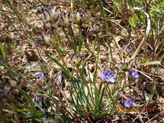 Aristea africana