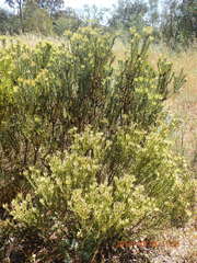 Leucadendron lanigerum lanigerum
