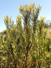 Leucadendron lanigerum lanigerum