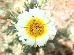 Glebionis coronaria