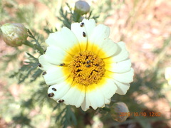 Glebionis coronaria