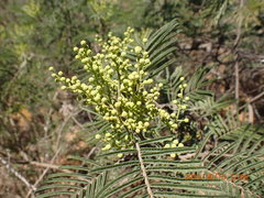 Acacia mearnsii