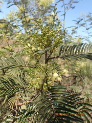 Acacia mearnsii