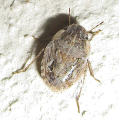Sciocorini