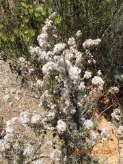 Eriocephalus africanus