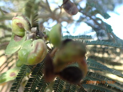 Acacia mearnsii