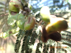 Acacia mearnsii