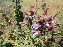 Salvia africana