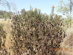 Leucadendron lanigerum lanigerum