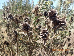 Leucadendron lanigerum lanigerum