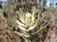 Leucadendron lanigerum lanigerum