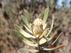 Leucadendron lanigerum lanigerum