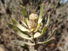 Leucadendron lanigerum lanigerum