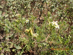 Diosma hirsuta
