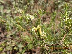 Diosma hirsuta