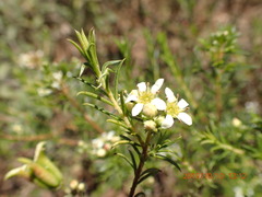 Diosma hirsuta