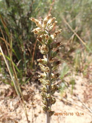 Lachenalia
