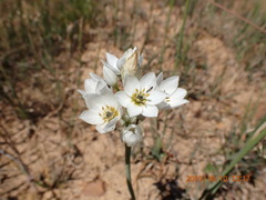 Ornithogalum thyrsoides