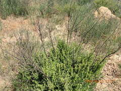 Diospyros glabra