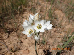 Ornithogalum thyrsoides