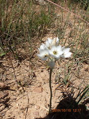 Ornithogalum thyrsoides