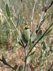Montinia caryophyllacea