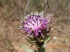 Silybum marianum