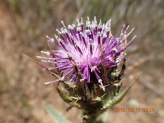 Silybum marianum