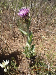 Silybum marianum