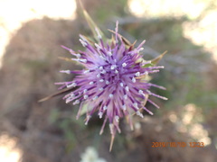 Silybum marianum