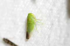 Populicerus gillettei