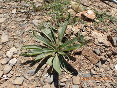 Plantago lanceolata