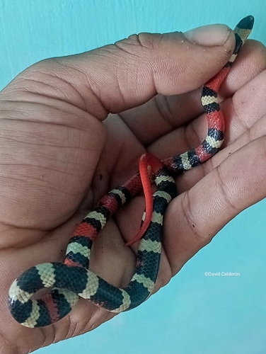 Michoacán Ground Snake