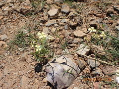 Raphanus raphanistrum