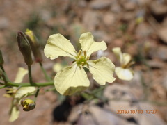 Raphanus raphanistrum