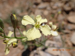 Raphanus raphanistrum