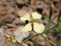 Raphanus raphanistrum