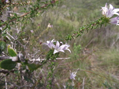Roella glomerata