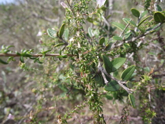 Roella glomerata