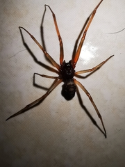 Steatoda grossa