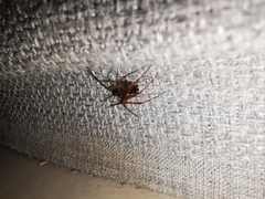 Steatoda grossa