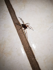 Steatoda grossa
