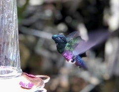 Coeligena helianthea