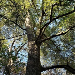 Quercus affinis