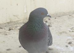 Columba livia domestica