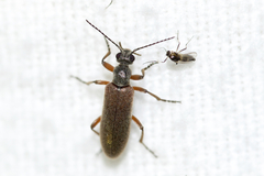 Stereopalpus vestitus