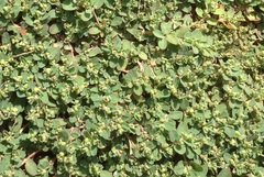 Euphorbia serpens