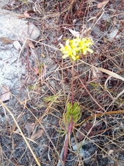 Senecio canaliculatus