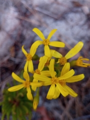 Senecio canaliculatus